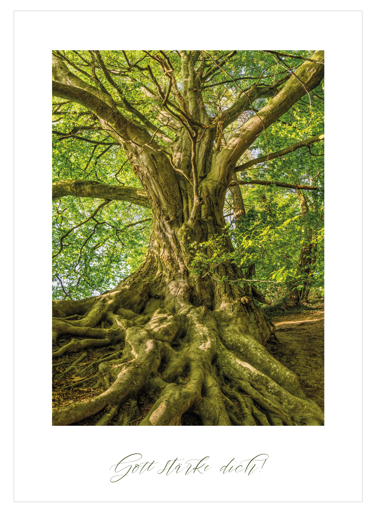 Postkarte - Baum