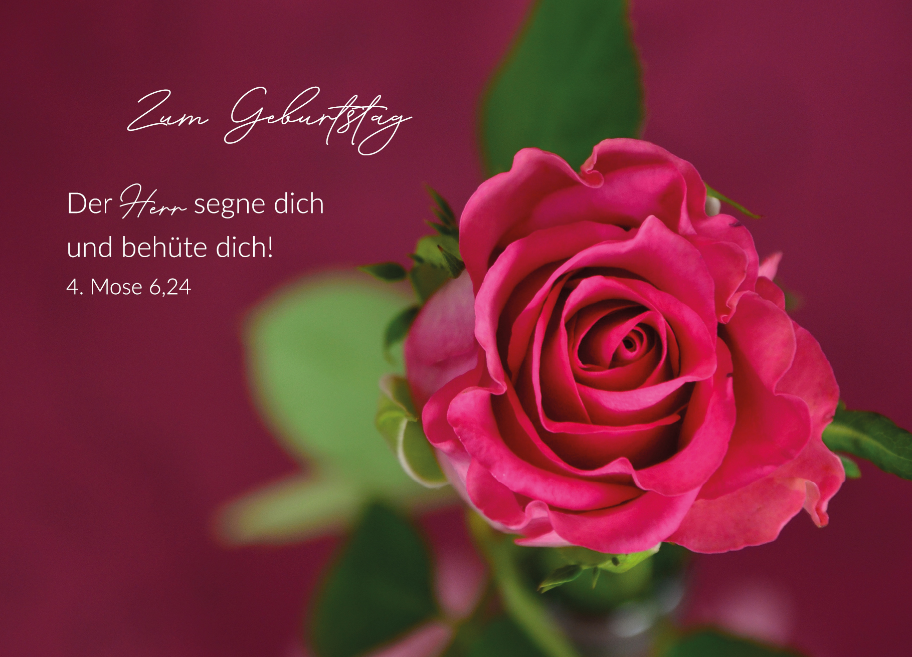 Postkarte – Rose