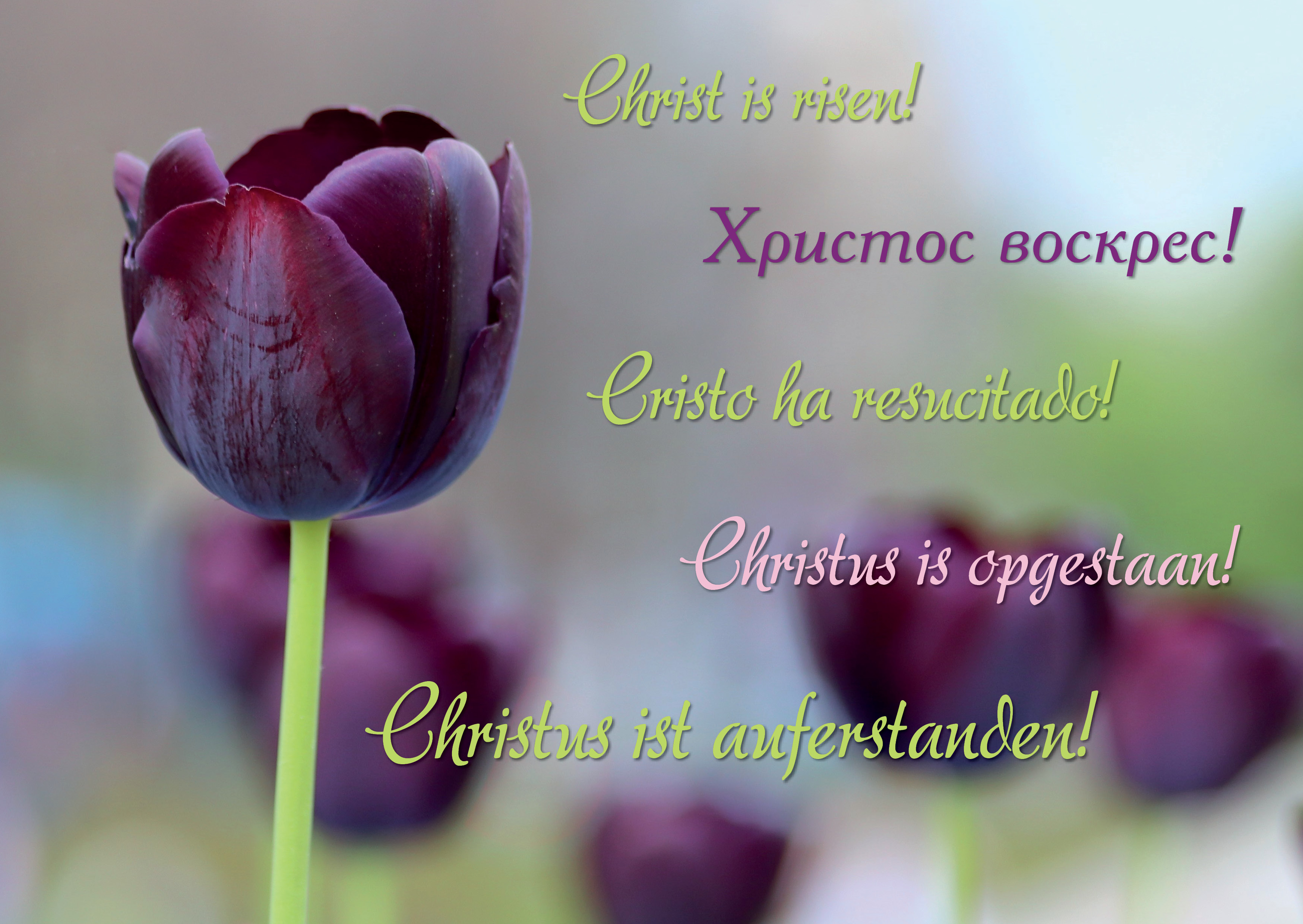 Postkarte - Christus ist auferstanden!