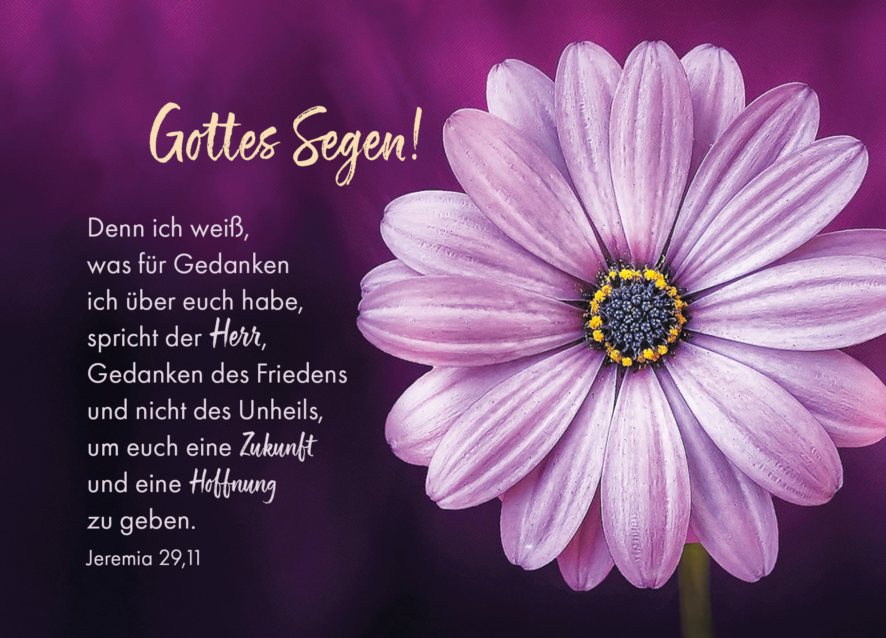 Postkarte – Lila Blume