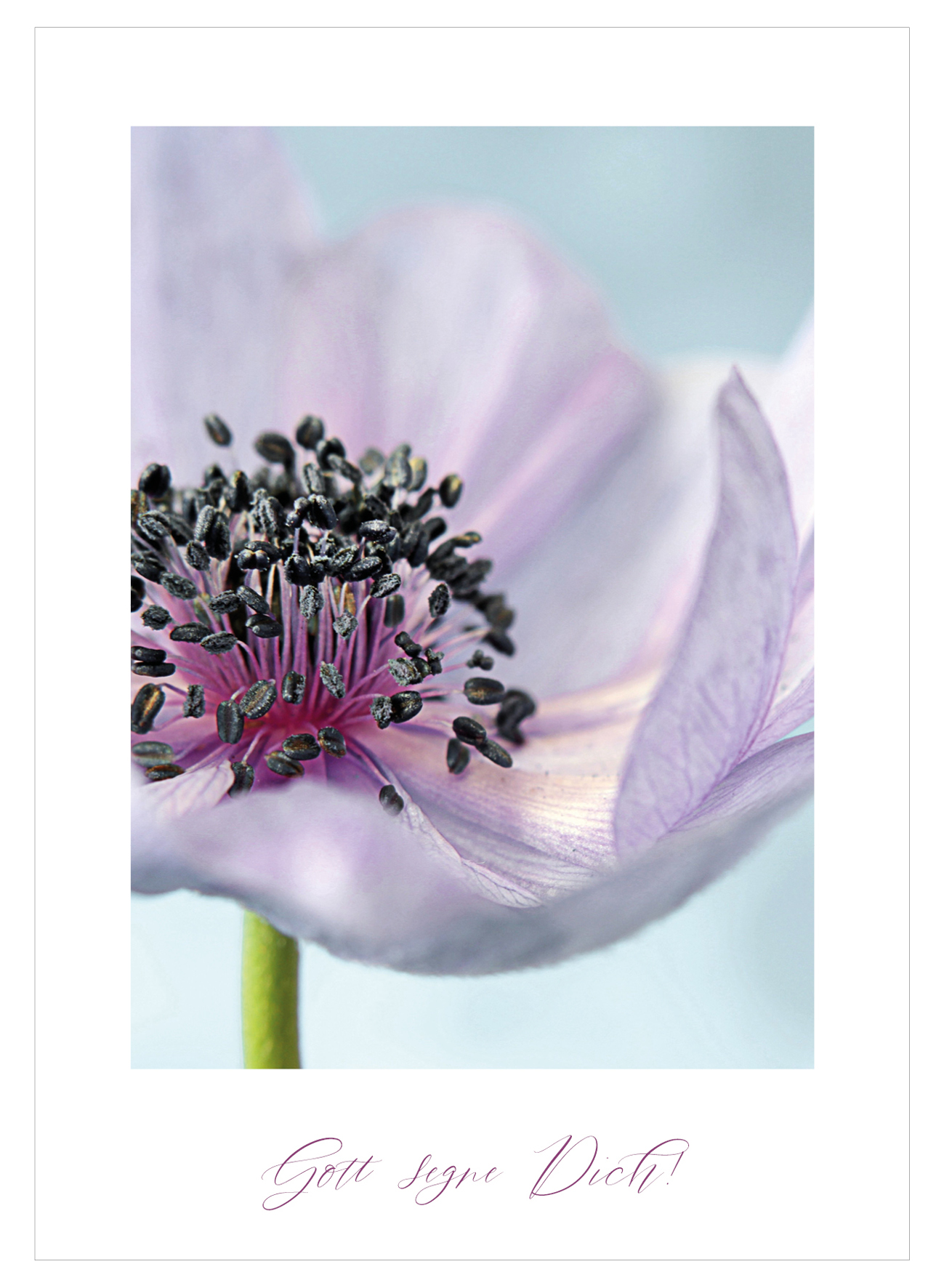 Postkarte - Anemone