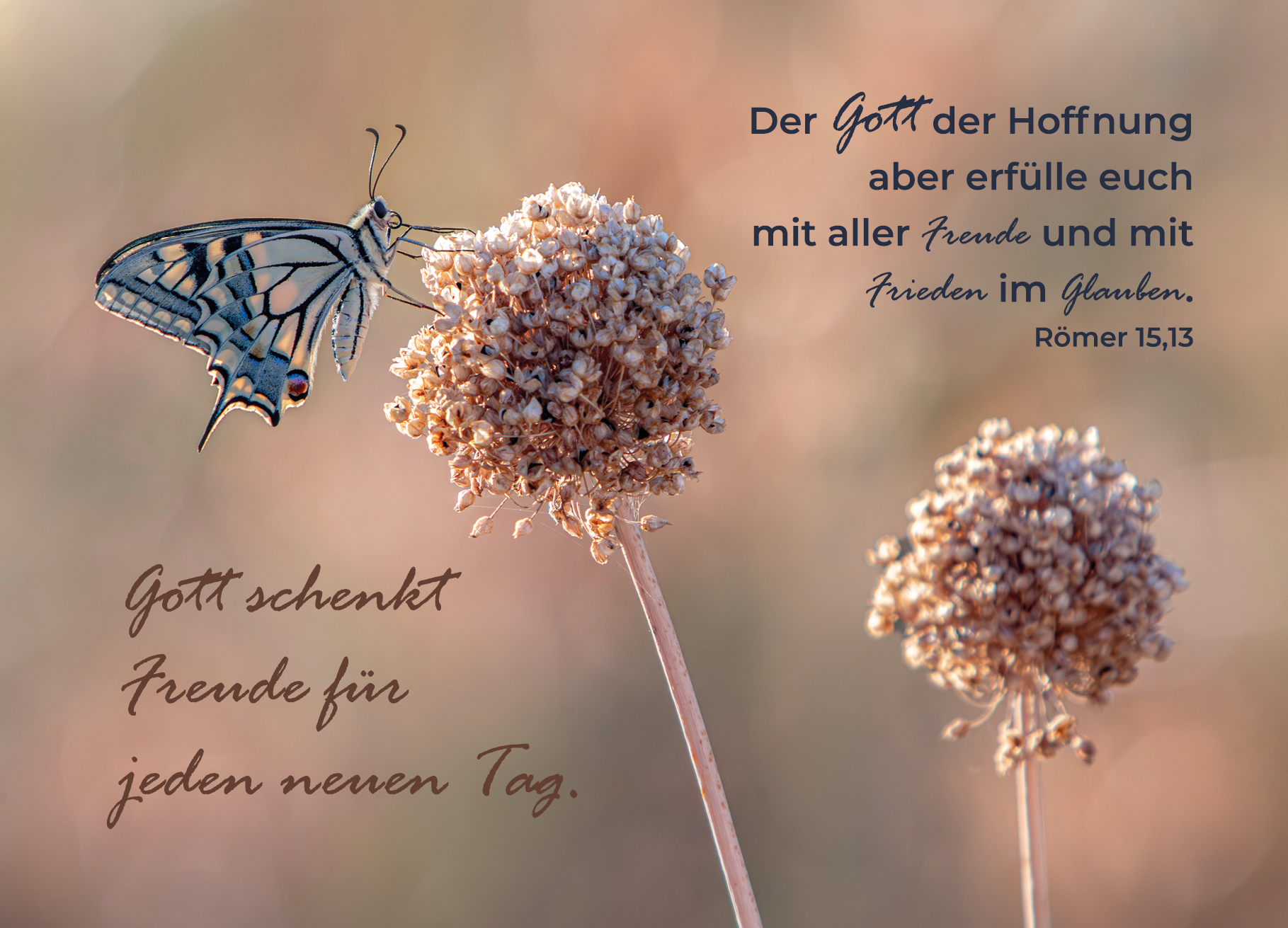 Postkarte – Schmetterling