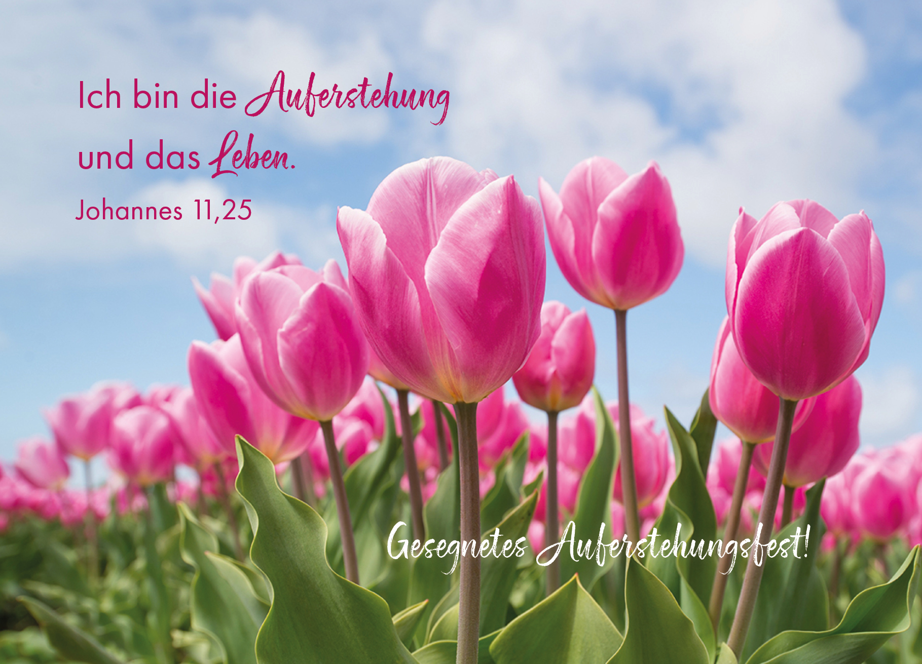 Postkarte – Tulpen