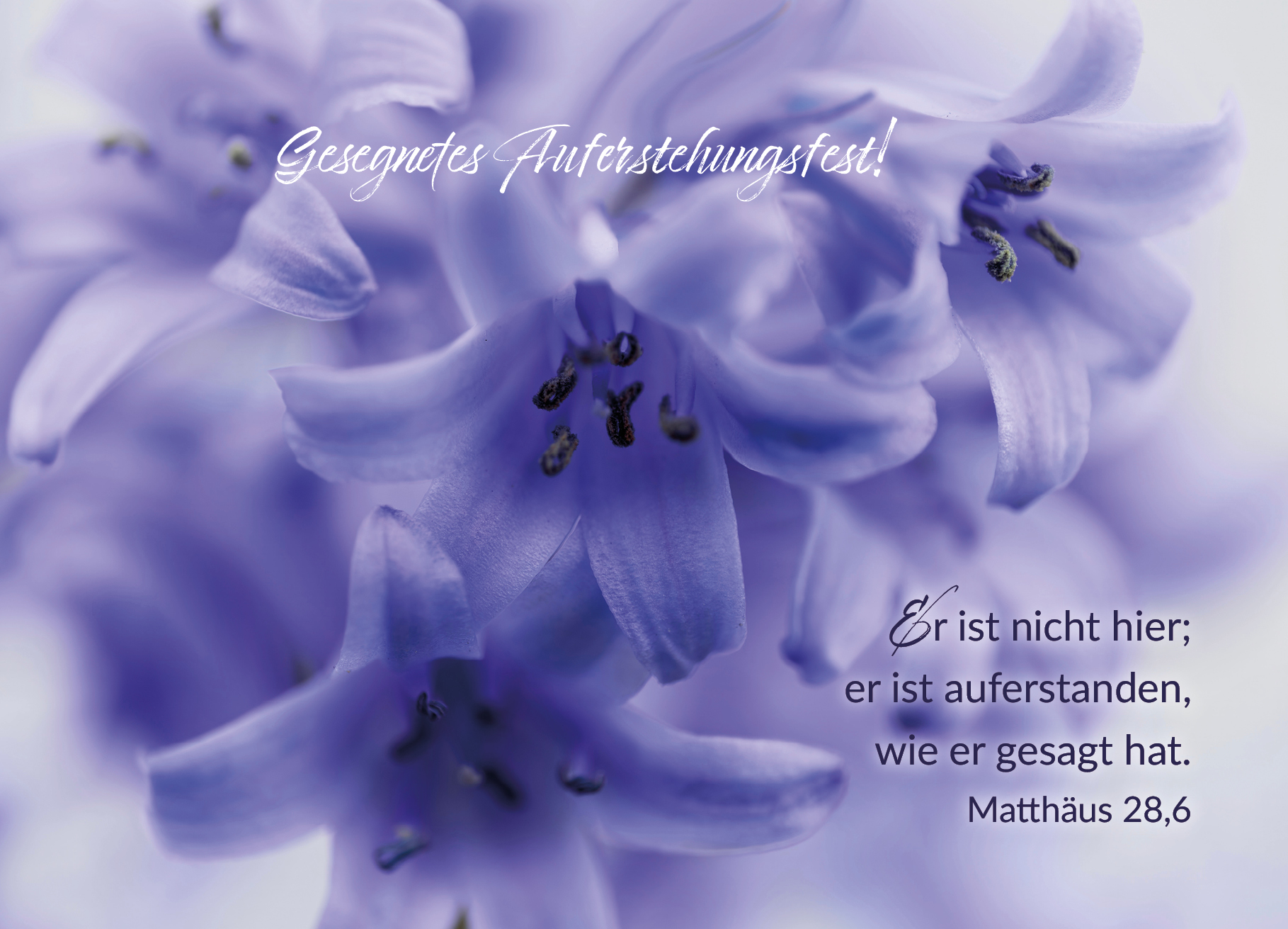 Postkarte – Hyazinthen