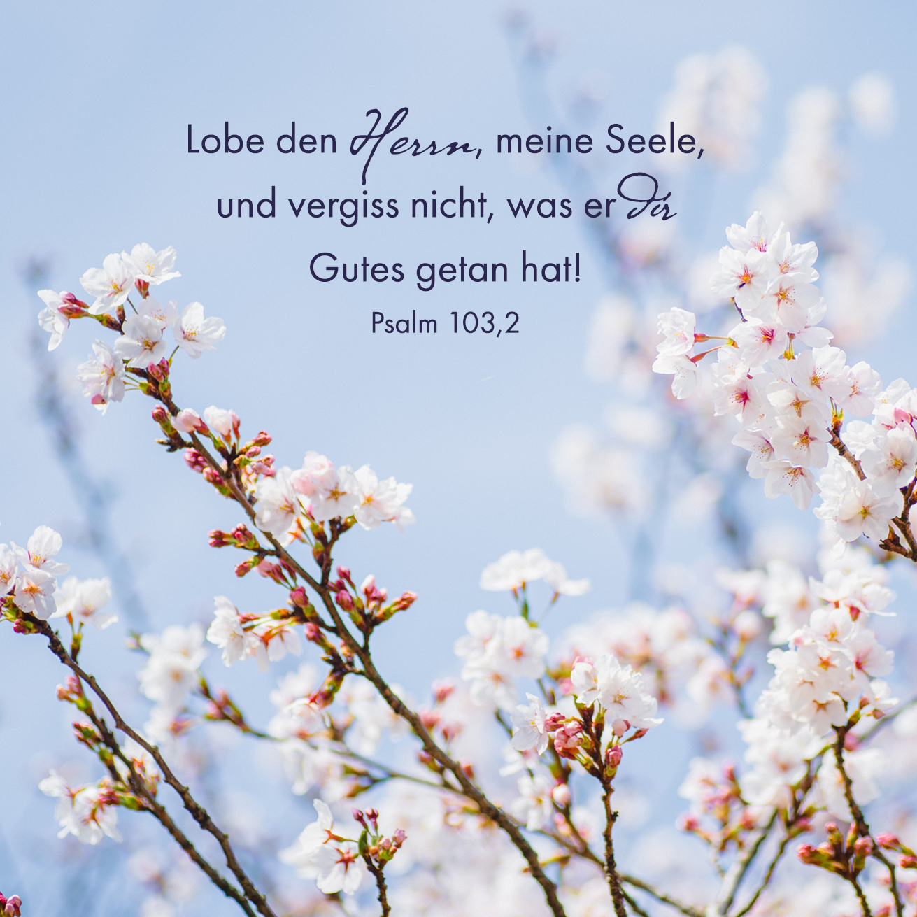 Quadratische Postkarte - Frühlingsblüten