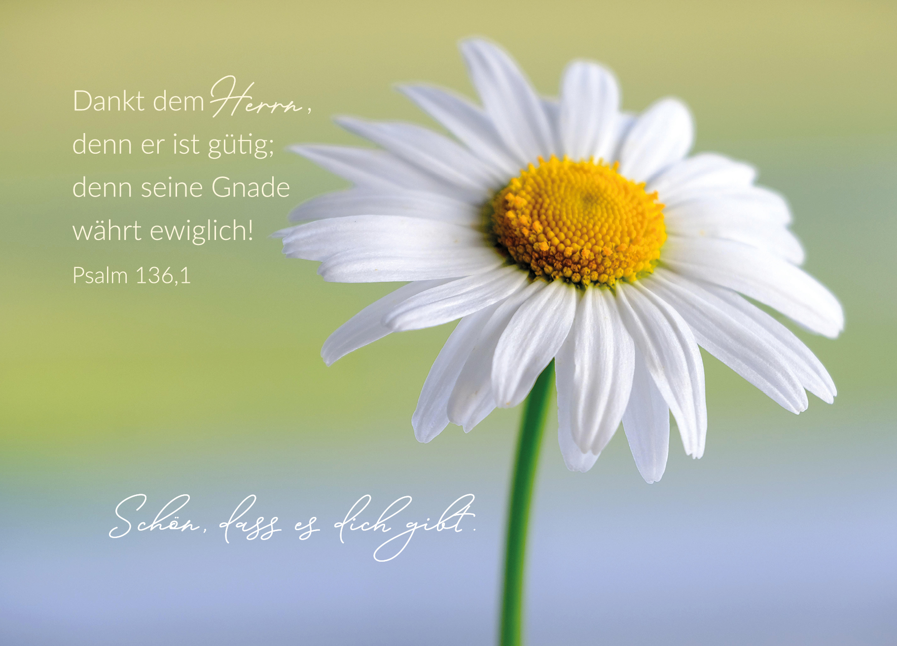 Postkarte – Margarite