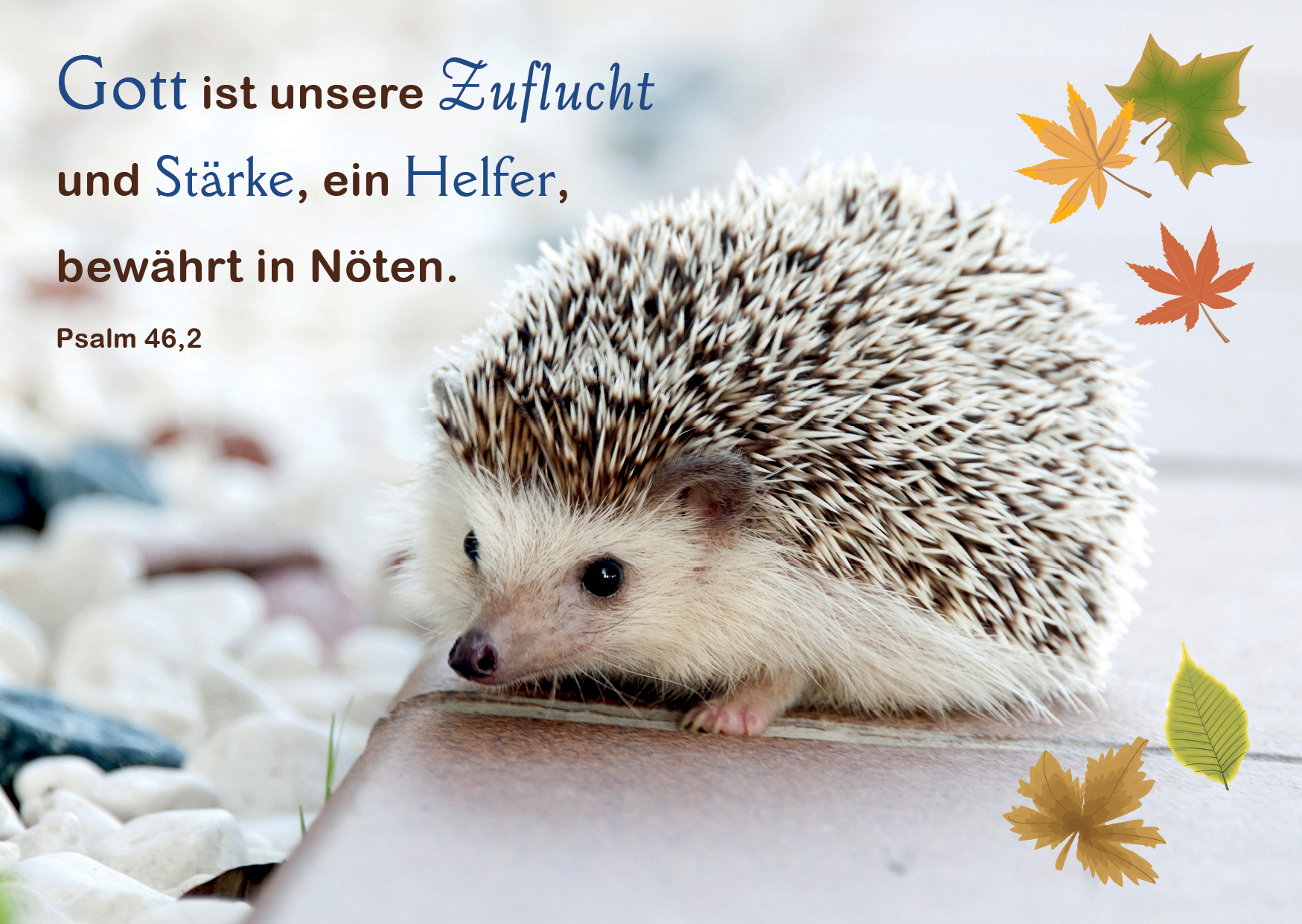 Postkarte - Igel