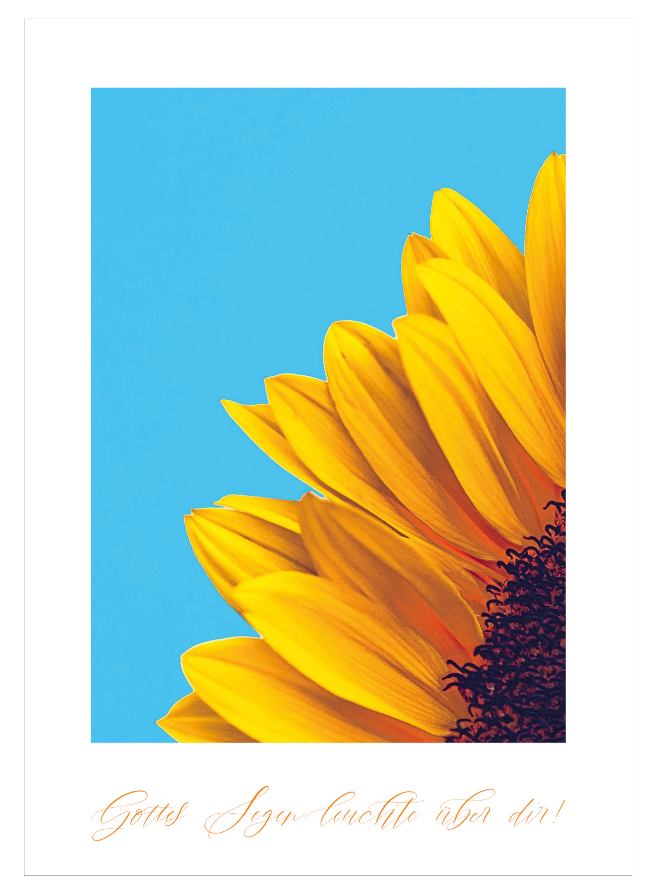 Postkarte - Sonnenblume