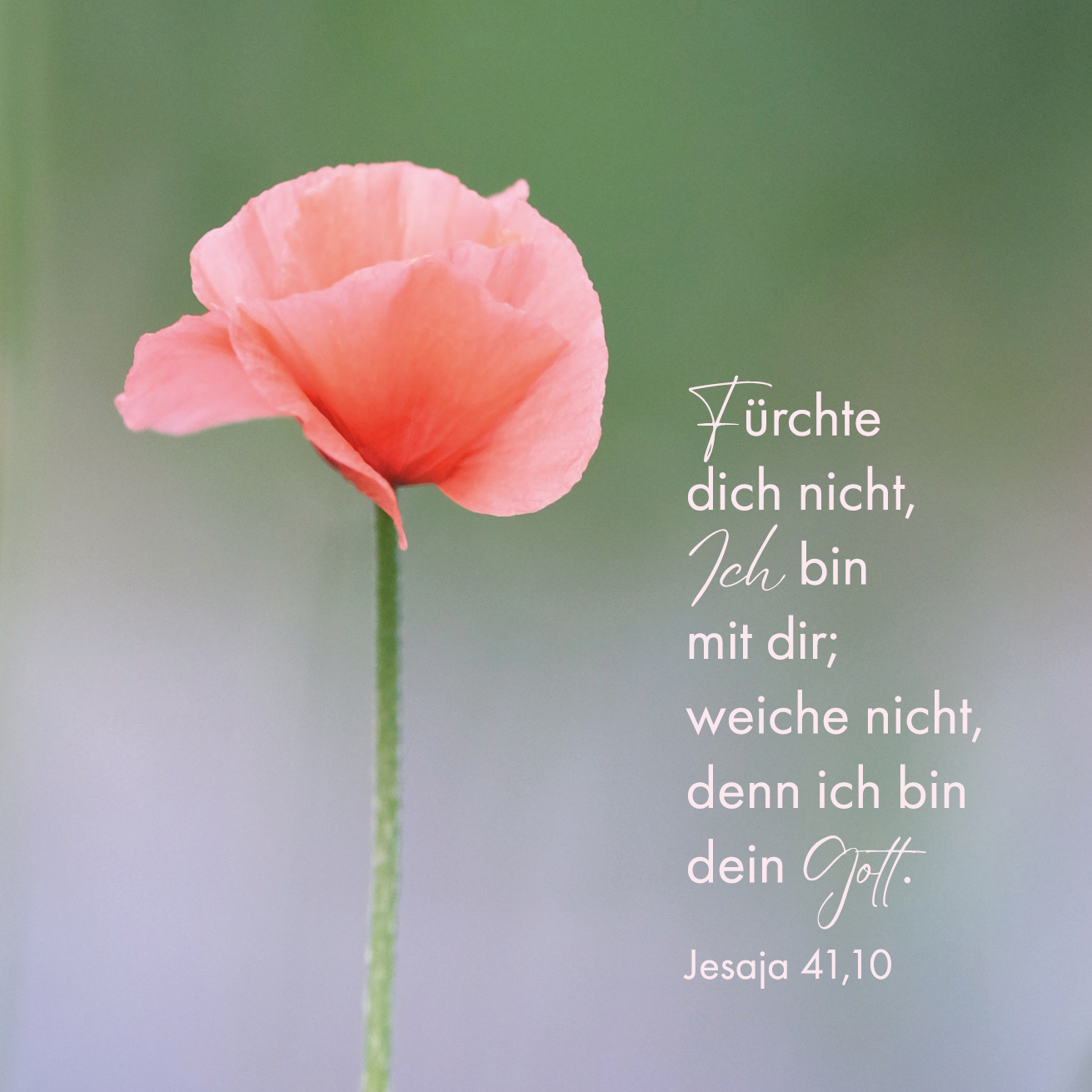 Quadratische Postkarte - Mohnblume